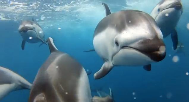 Dauphins filmés grâce à la caméra GoPro