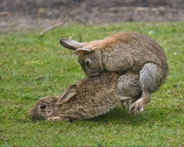 deux lapins qui font l'amour