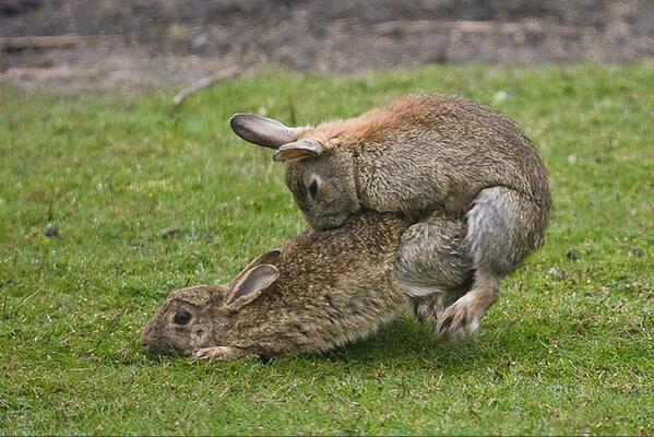 deux lapins qui font l'amour